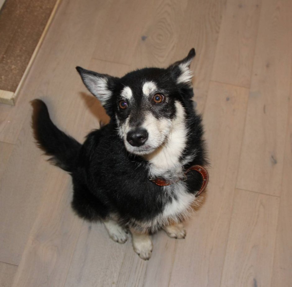 Московская Стары Живая собака