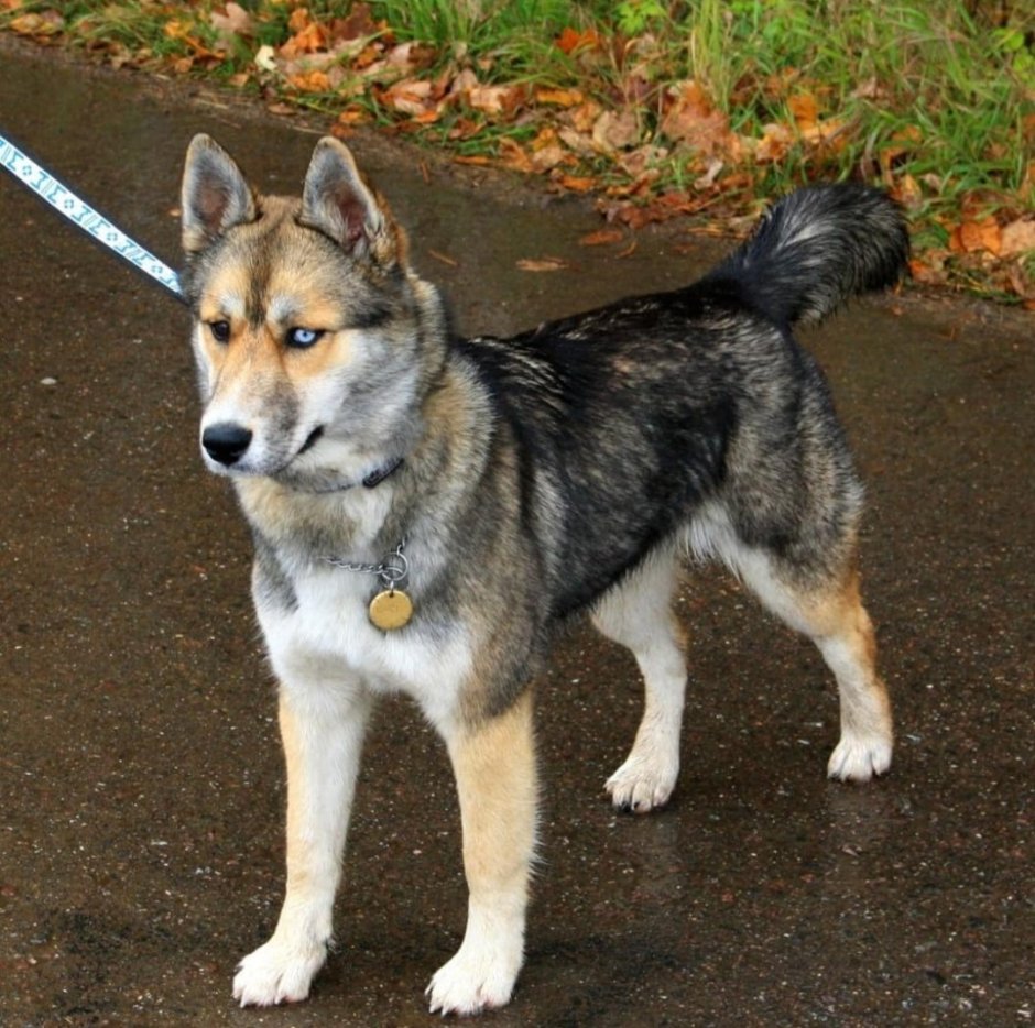 Метис хаски и дворняжки