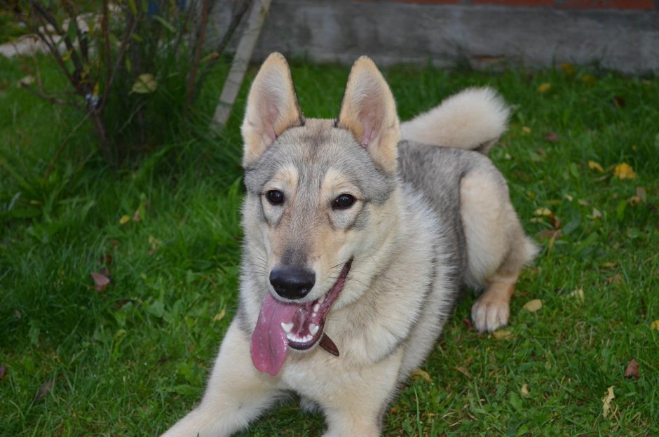 Лайка волкодав Сибирская