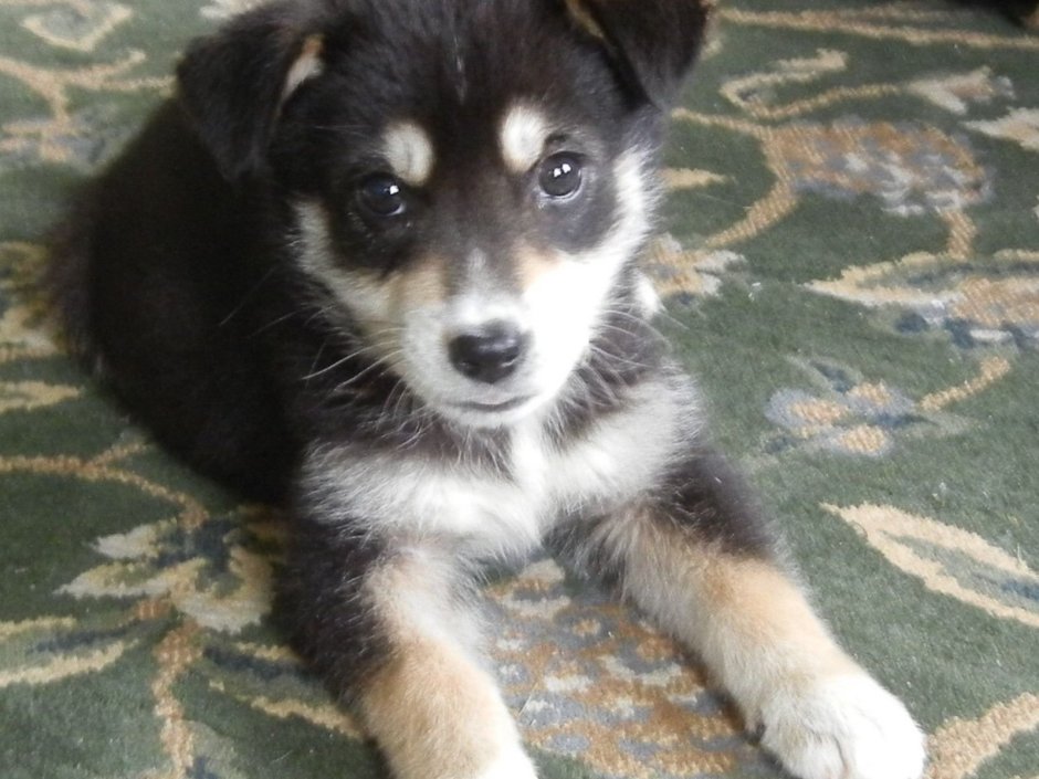 Метис хаски и дворняги