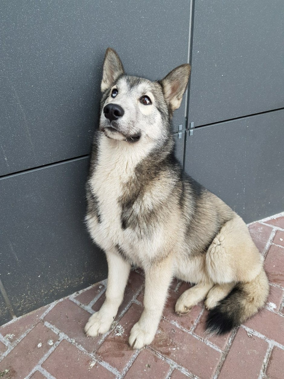 Метис хаски и лайки