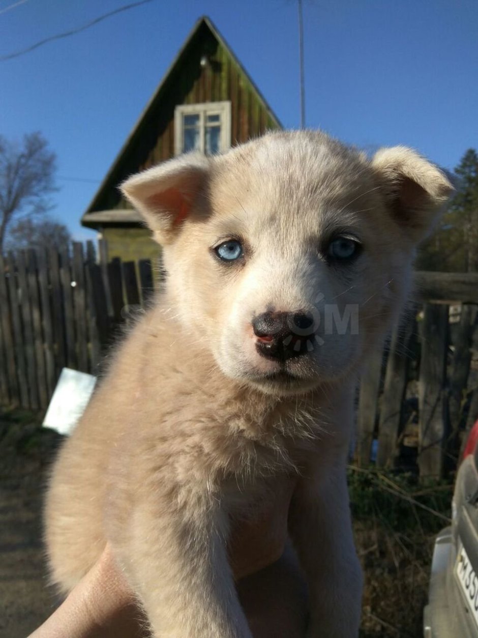 Метис хаски и дворняжки