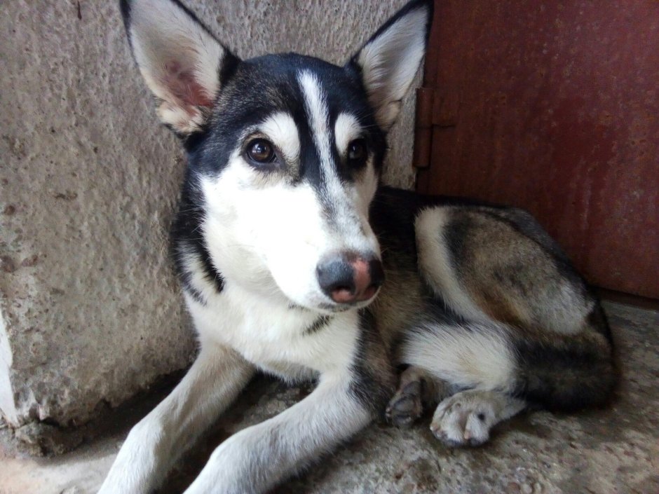 Метис хаски