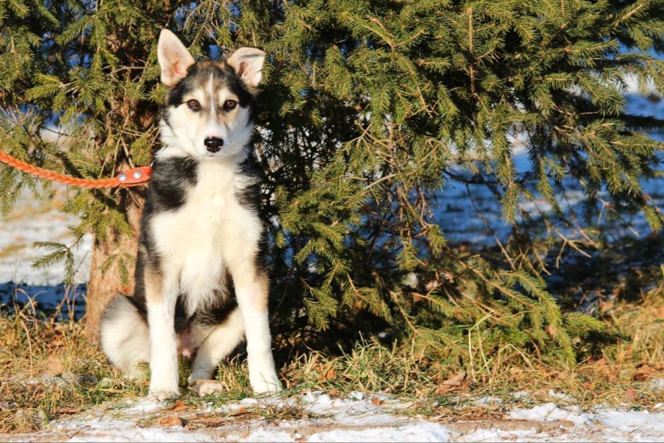 Собака метис хаски