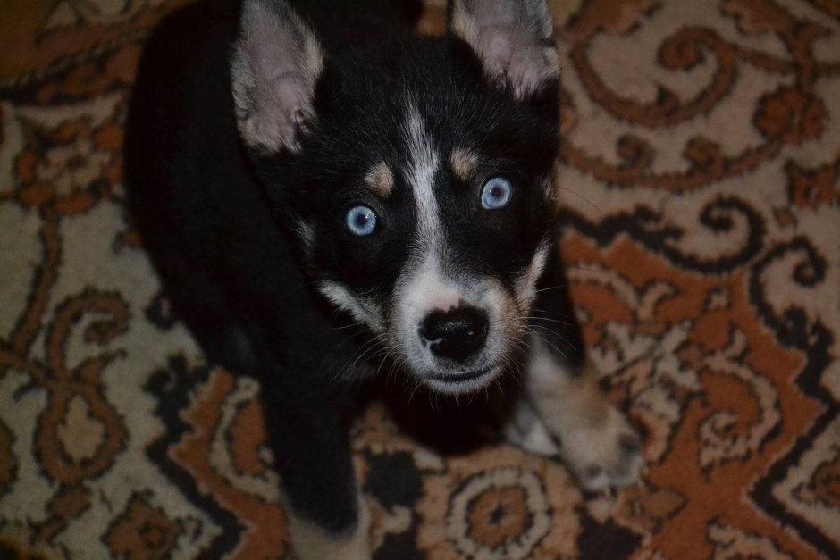 Смесь хаски и лайки щенки