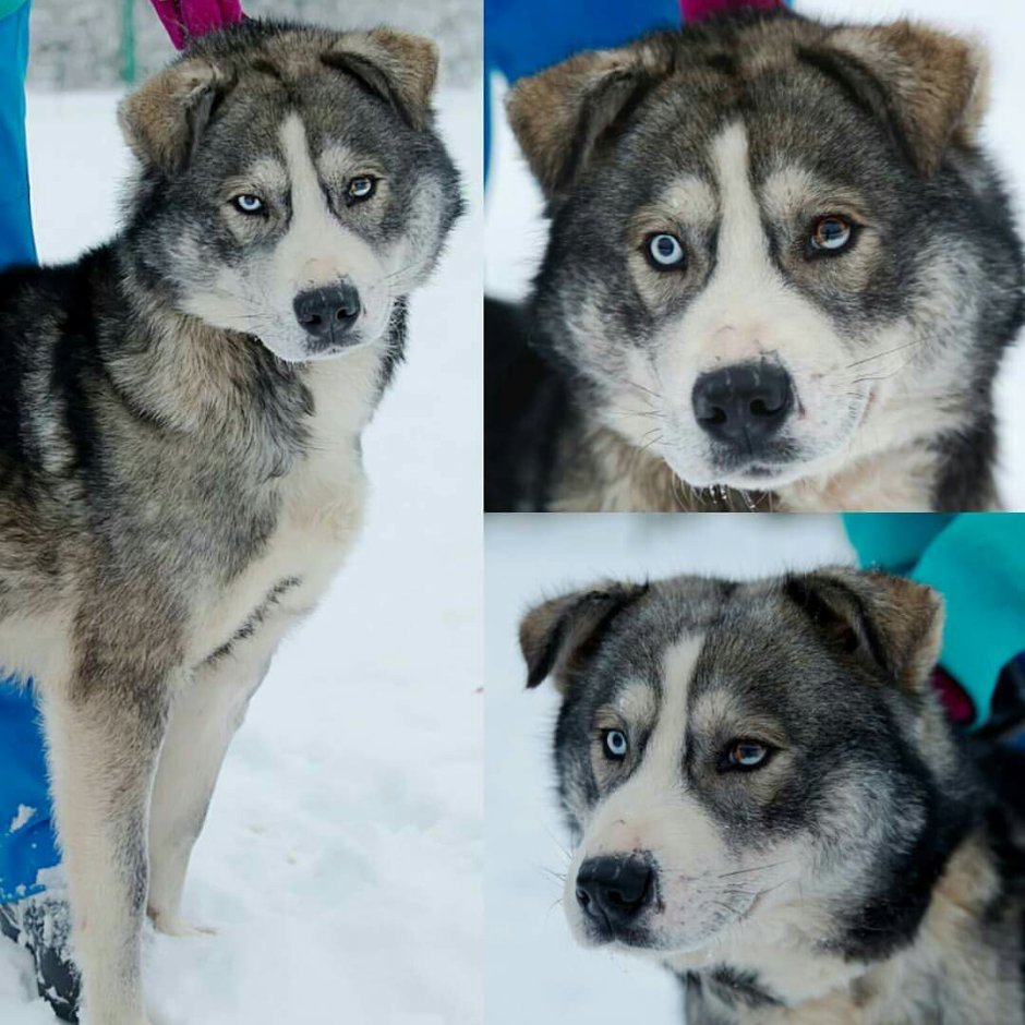 Помесь хаски и алабая