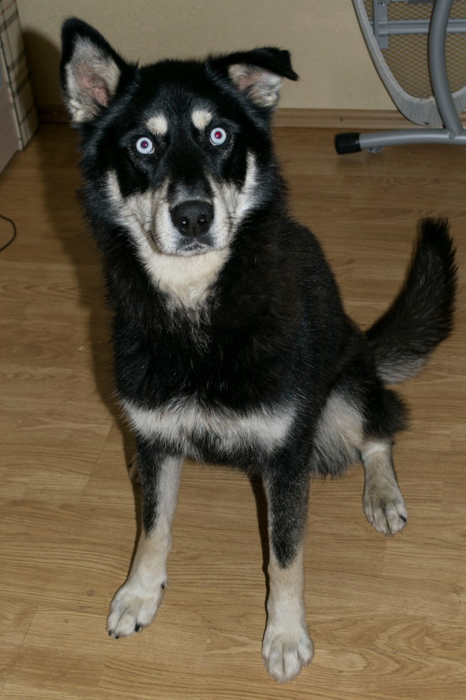 Хаски дворняжка