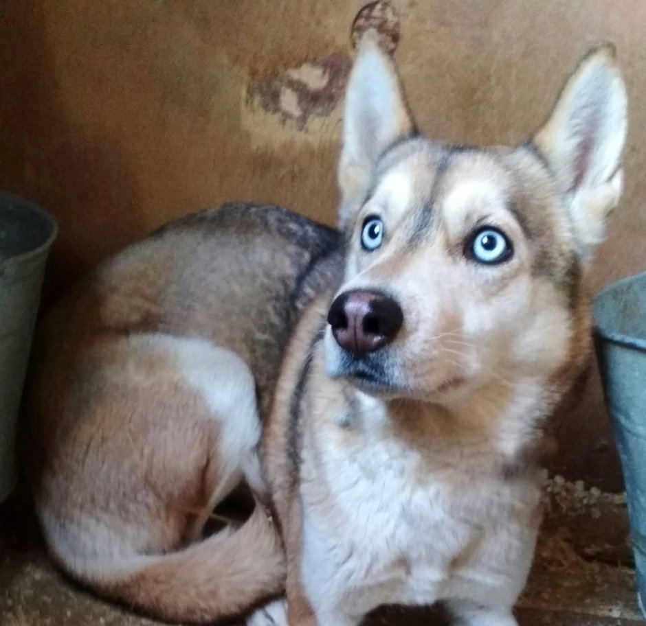 Метис хаски и дворняги