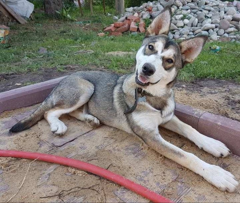 Смесь хаски и дворняжки