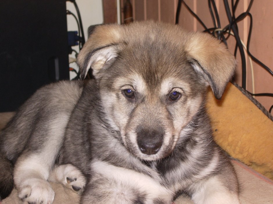 Маламут помесь с дворнягой