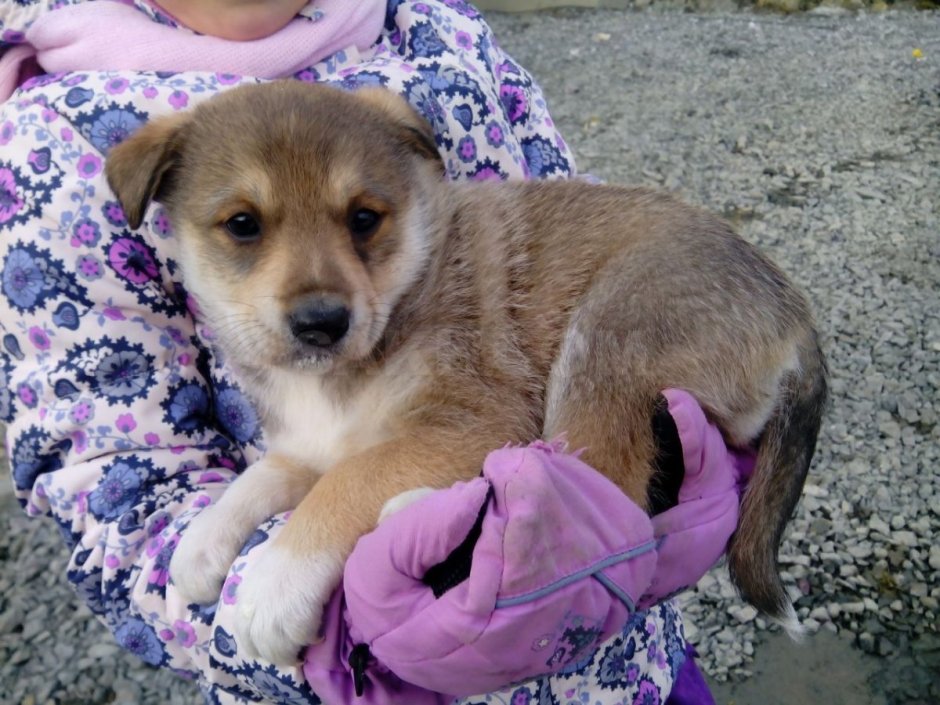 Метис шарпея и хаски