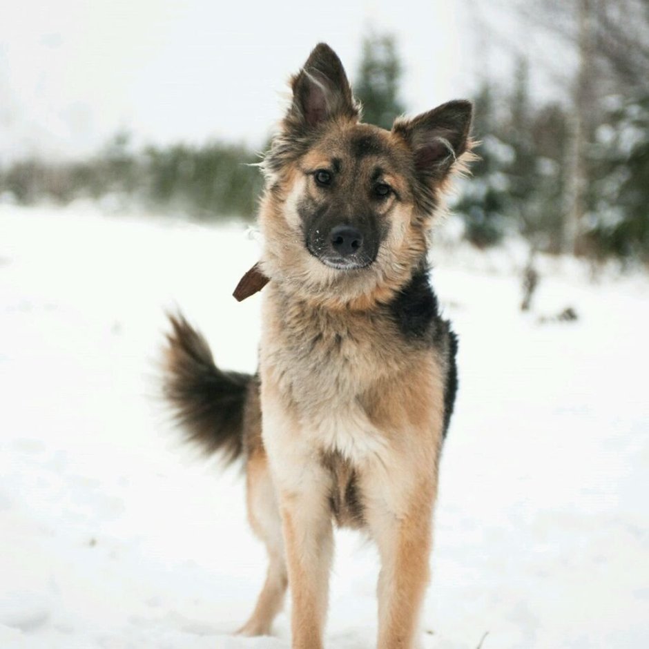 Собака метис немецкой овчарки