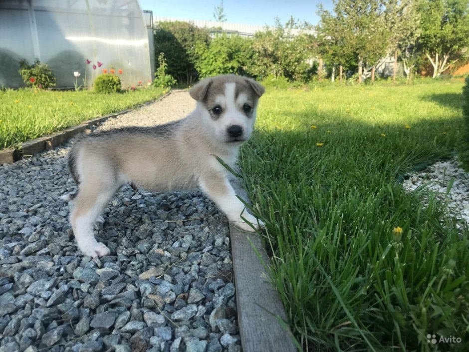 Щенок метис хаски и лайки 3 месяца