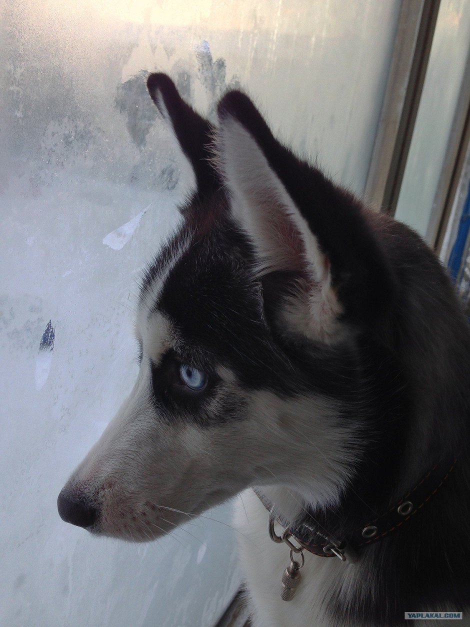 Помесь хаски и лайки