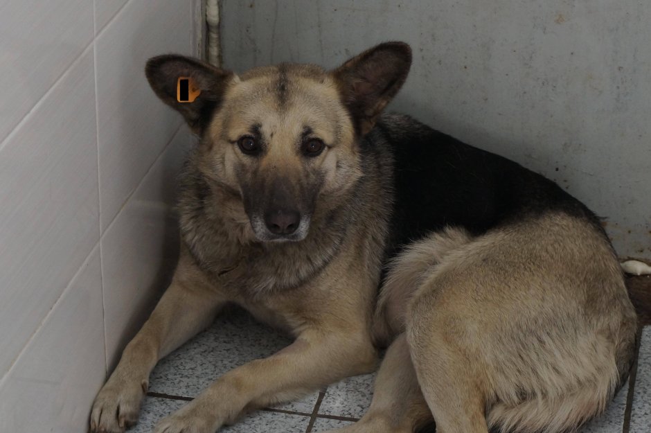 Метис лайки и дворняжки