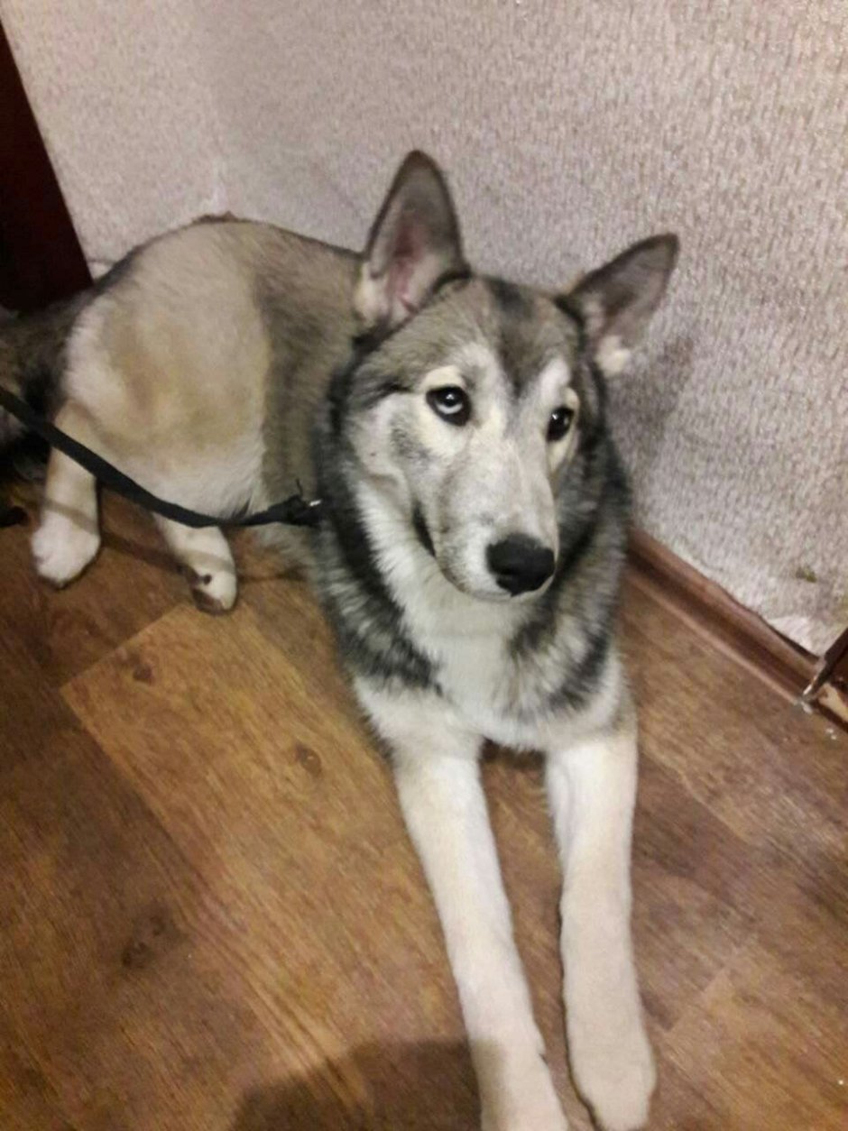 Помесь хаски и дворняги