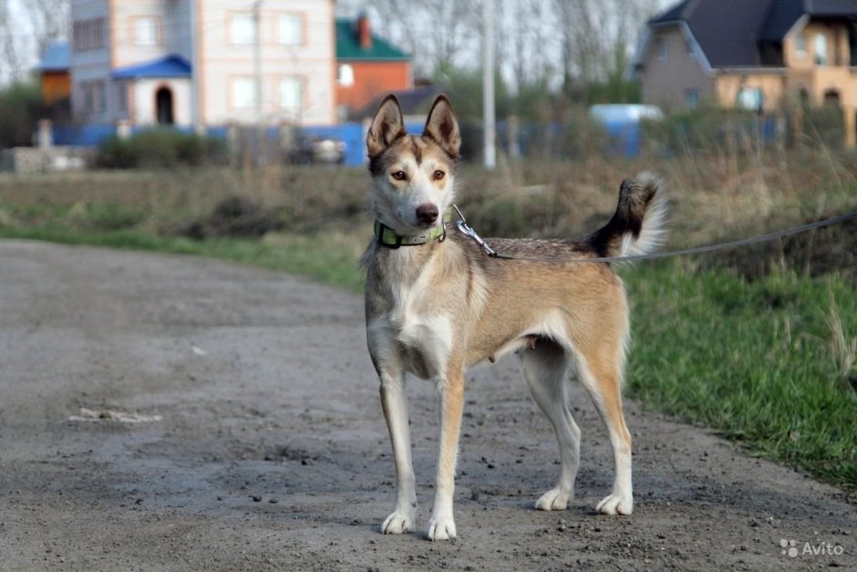 Дворняжка лайка овчарка