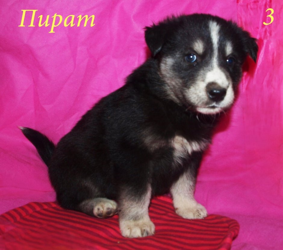 Западно Сибирская лайка серый кобель