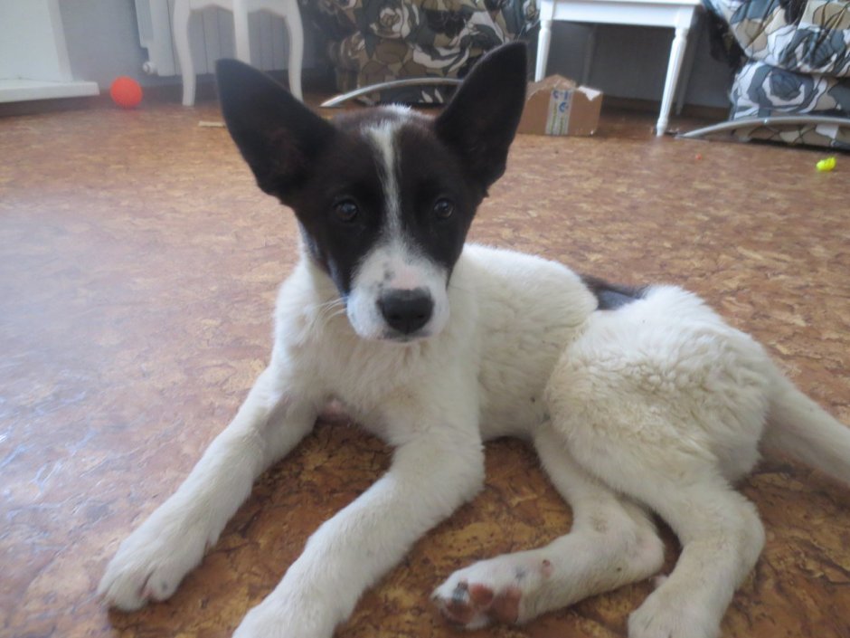 Щенок дворняжки 4 месяца