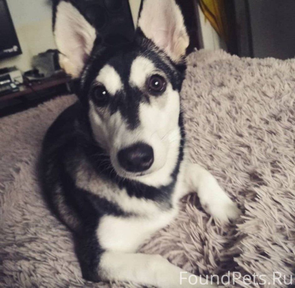 Хаски дворняжка