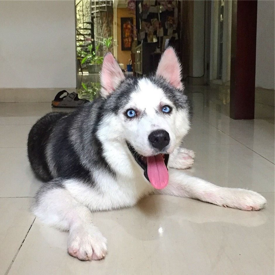 Помесь хаски