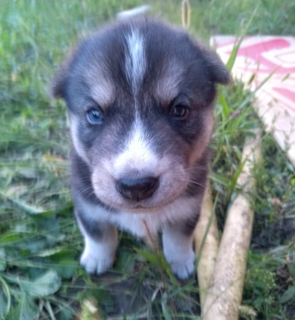 Хаски дворняжка