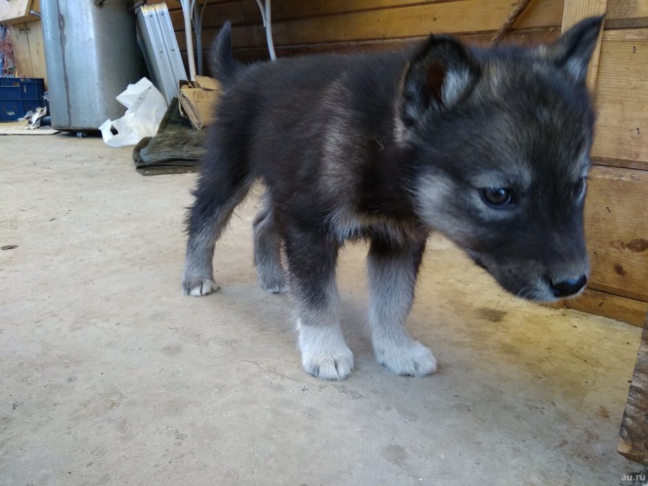 Помесь хаски черная