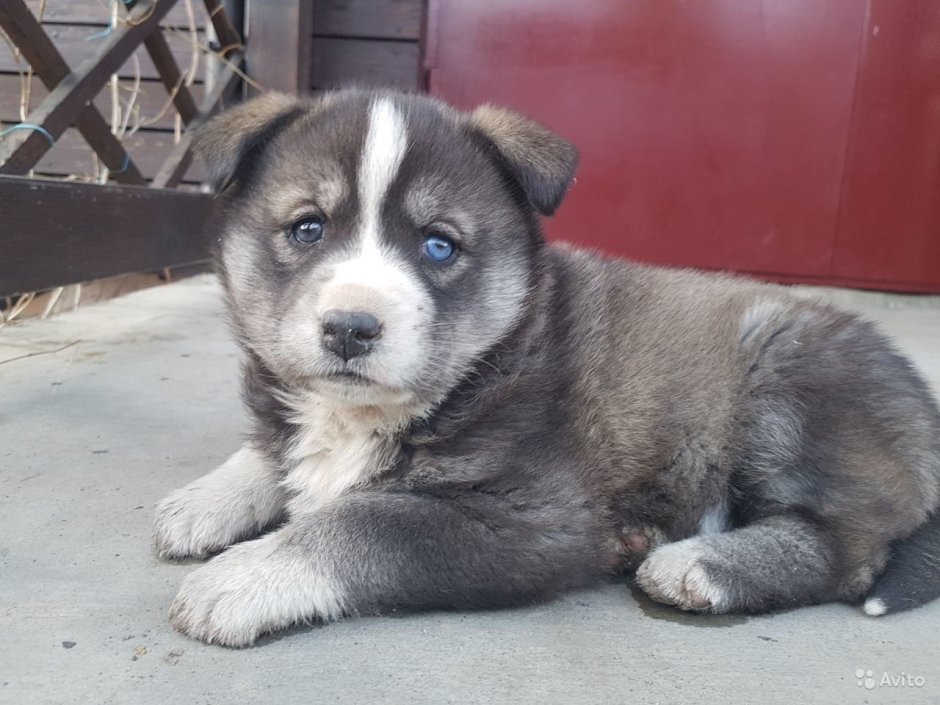 Помесь лайки