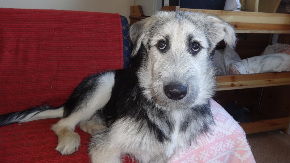 Помесь хаски и немецкой овчарки