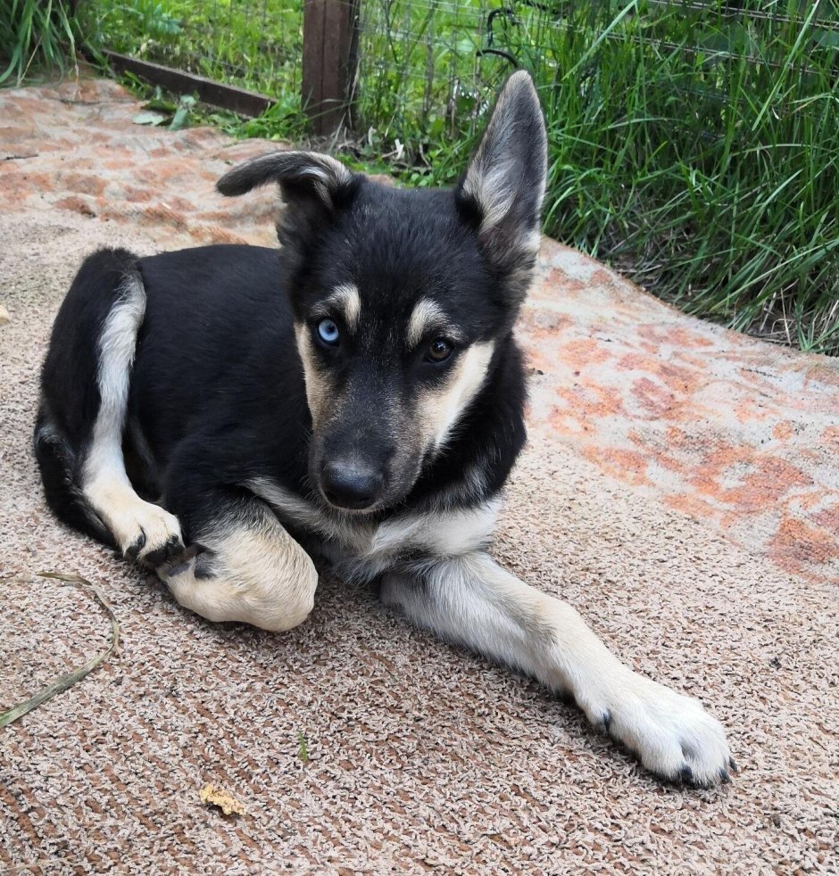 Метис хаски и дворняги