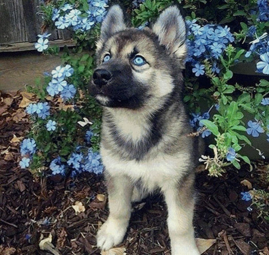 Смесь хаски и аусси