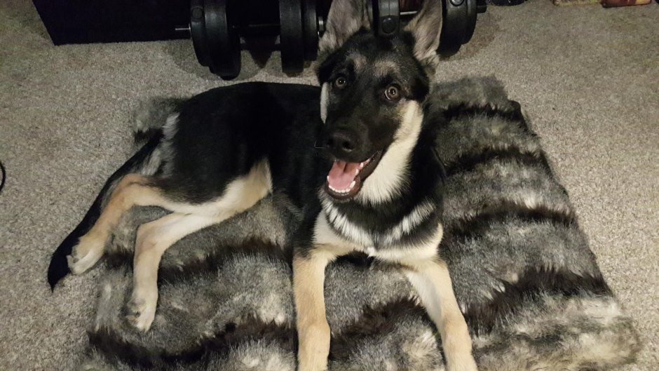 Потерялся щенок метис хаски