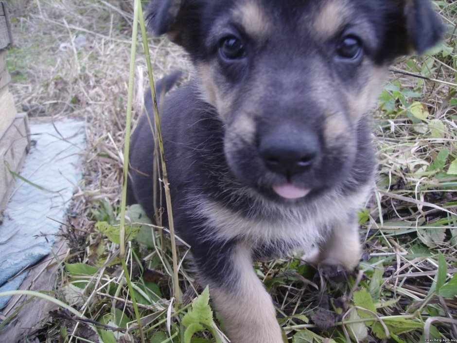 Метис овчарки и дворняги