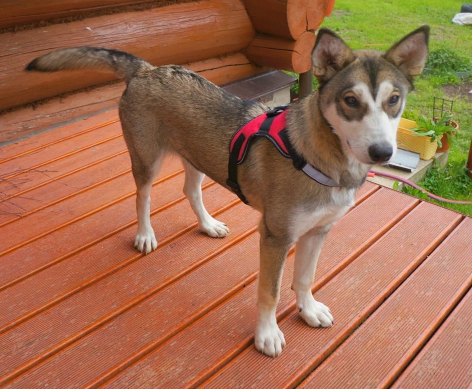 Помесь хаски и дворняги