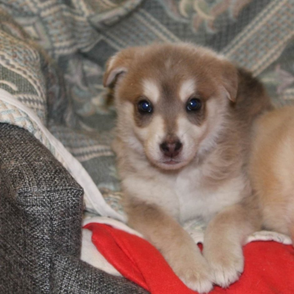 Метис хаски и дворняги щенки