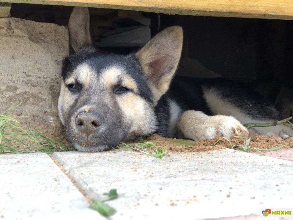 Щенок метис хаски и лайки 3 месяца