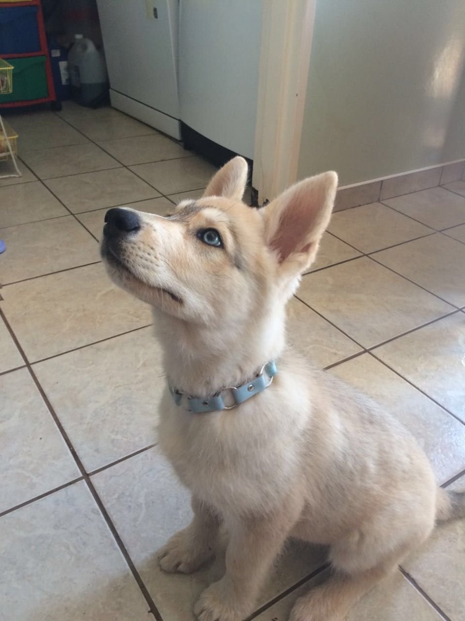 Щенок метис хаски и дворняжки