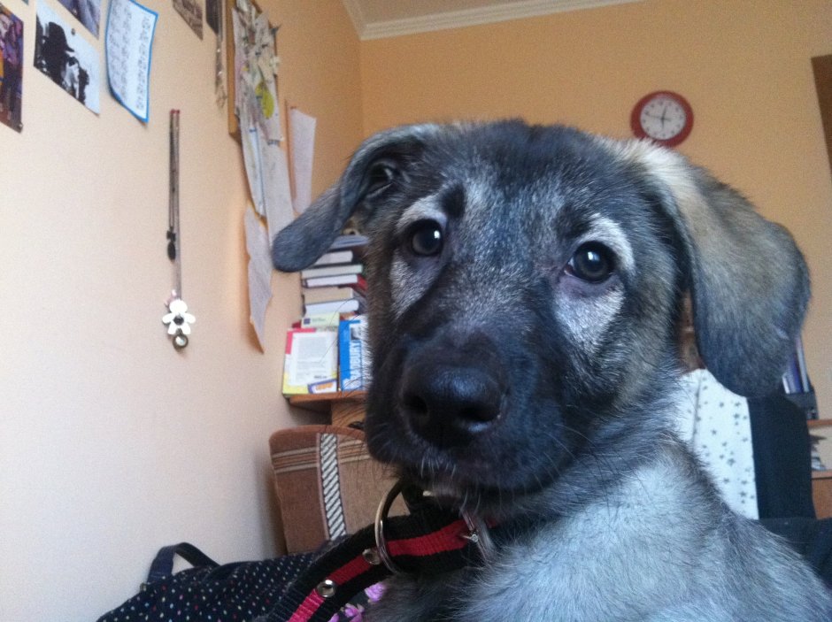 Маламут и хаски смесь