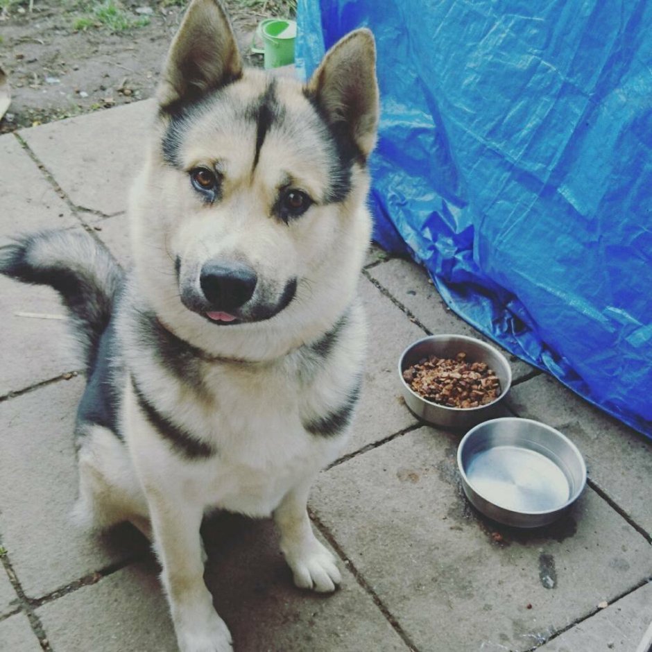 Метис хаски