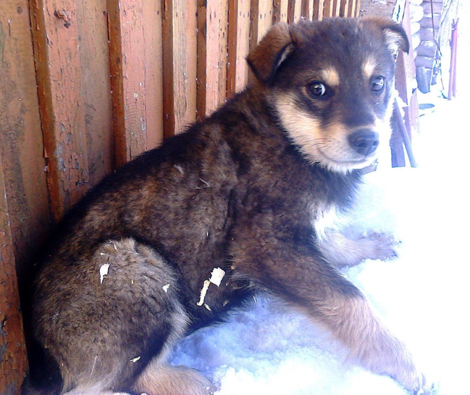 Метис овчарки и дворняги