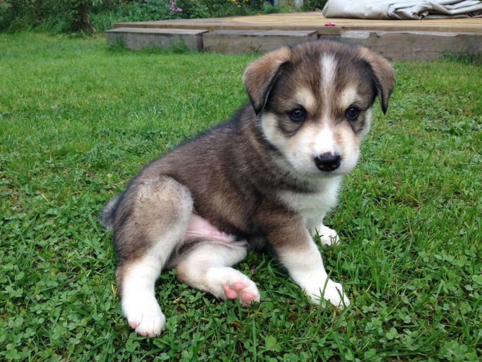 Смесь хаски и дворняги