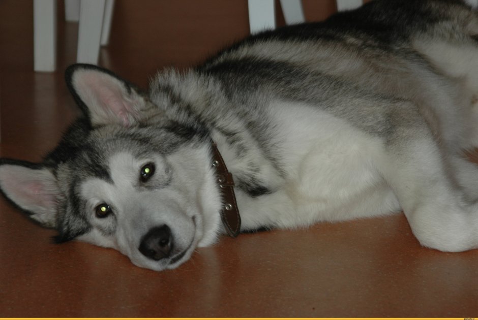 Помесь хаски