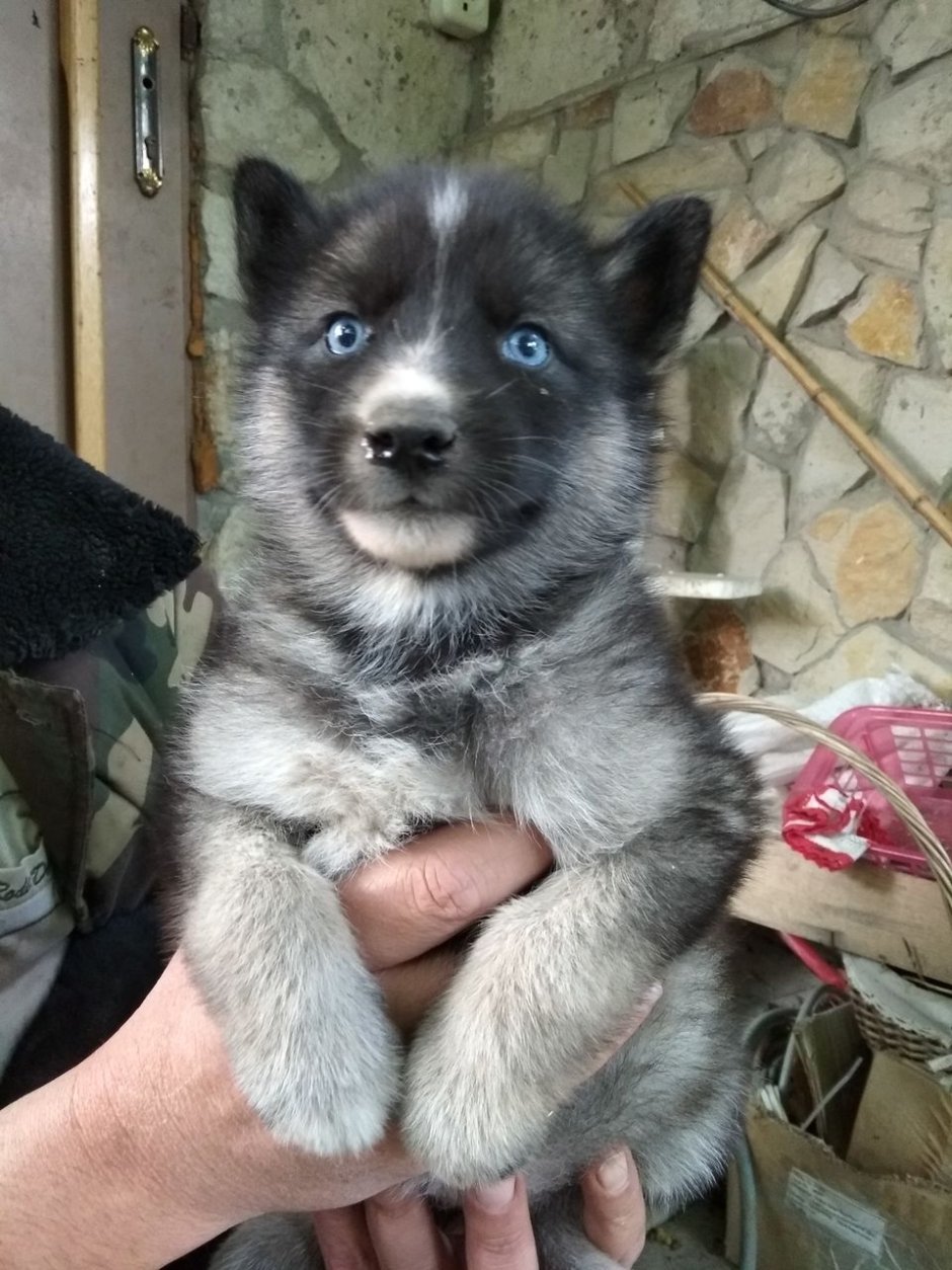 Метис питбуля и алабая