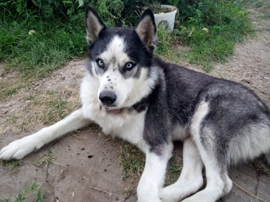 Щенок метис хаски и дворняжки