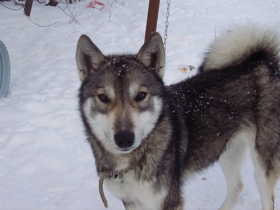 Помесь хаски и лайки щенки