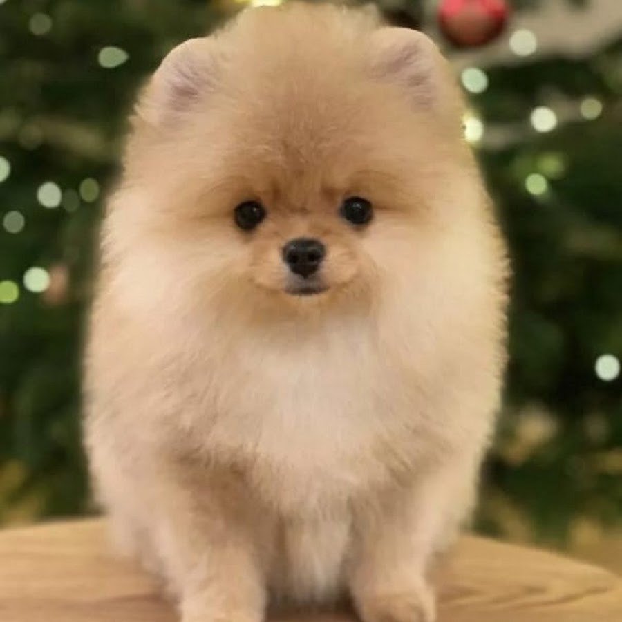 Ешкорский терьер