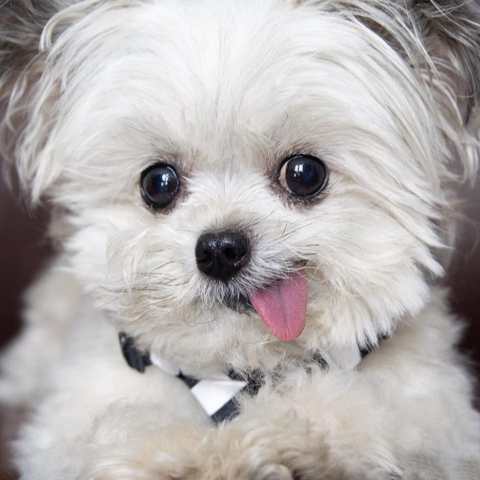 Миниатюрные собаки