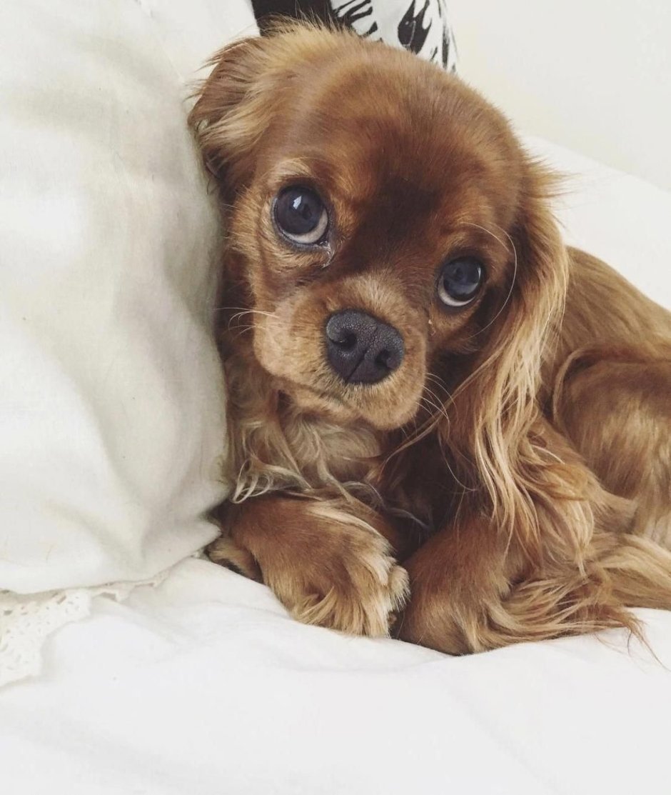 Померанский шпиц бо