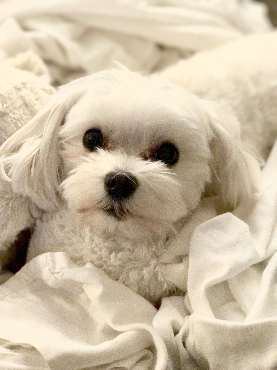 Маленькая собачка красивенькая Беленькая