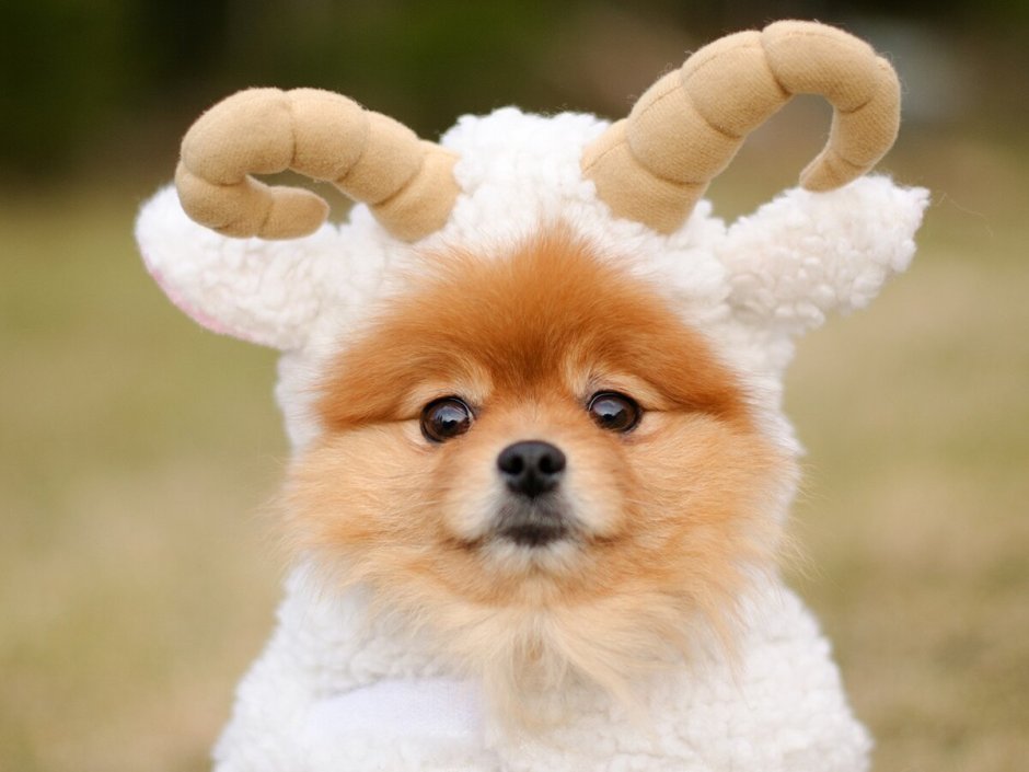 Померанский шпиц